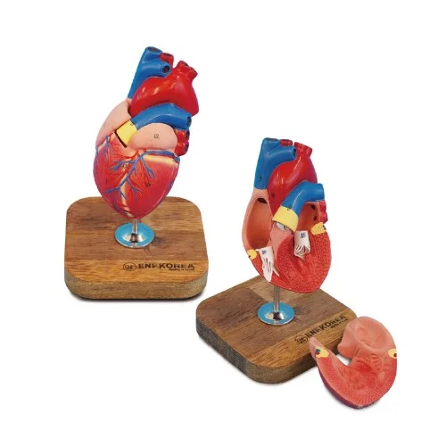 Life Size Heart Model 2 Parts