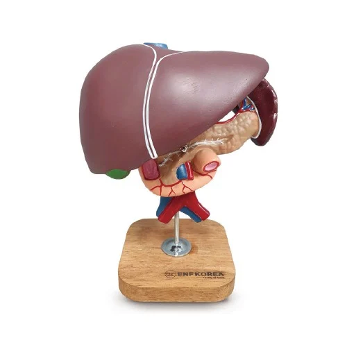Liver, Pancreas and Duodenum