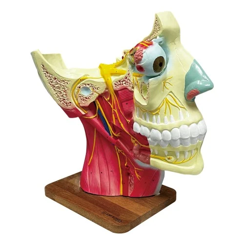 Nervous Model on the Head