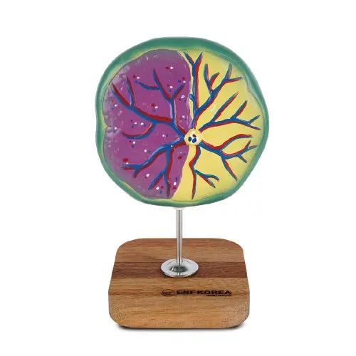Placenta Model