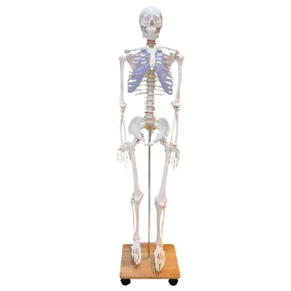 Human Skeleton Model 180cm Tall