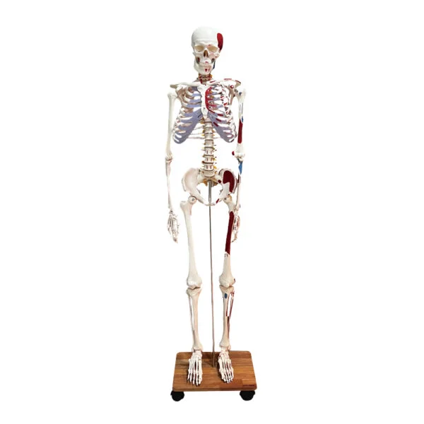 Human Skeleton Model with Hand Painted Muscles and Ligaments 180cm Tall