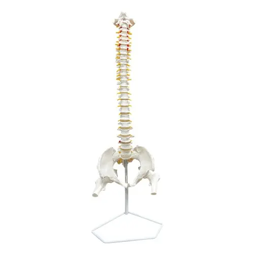 Occipital Spine Model with Pelvis and Femur Head