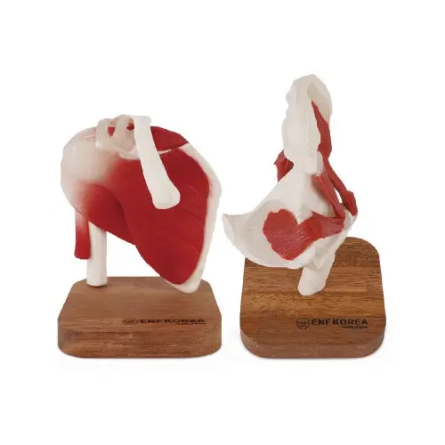 Shoulder Joint with Muscles and Ligaments