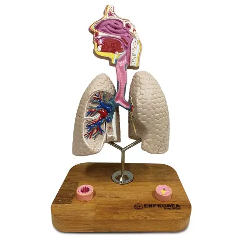 Asthman Model