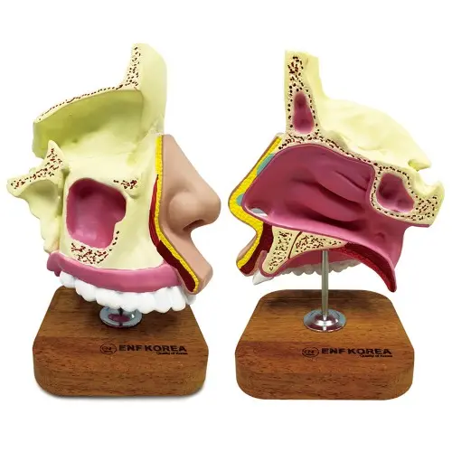 Nasal Cavity 1 Part