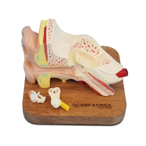 Ear Model 1.5 times Enlarged