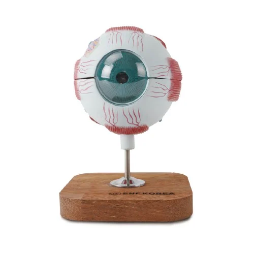3 Times Enlarged Eye Model 6 Parts