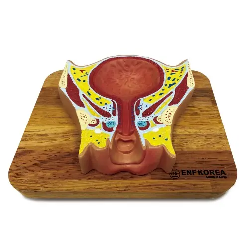 Female Pelvis and Bladder Coronal Section