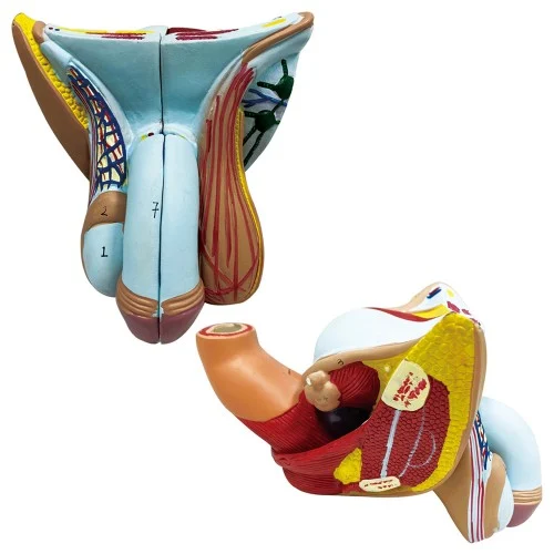 Male Genital Organ Model 4 Parts