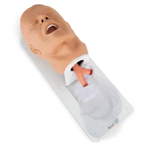 [101-500] Economy Adult Airway Management Trainer