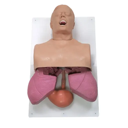 [101-501] Adult Airway Management Trainer