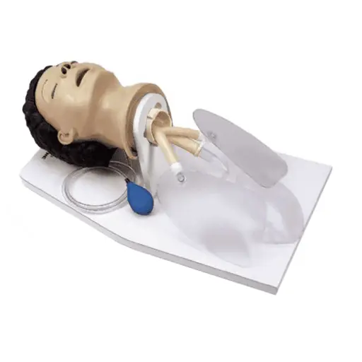 [LF03601] Adult Airway Management Trainer (with Stand)