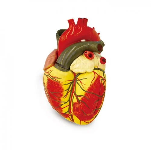 [EC21] Enlarged Heart Model 3 Parts