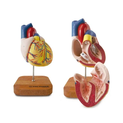[EC22] Life Size German Heart Model 2 Parts