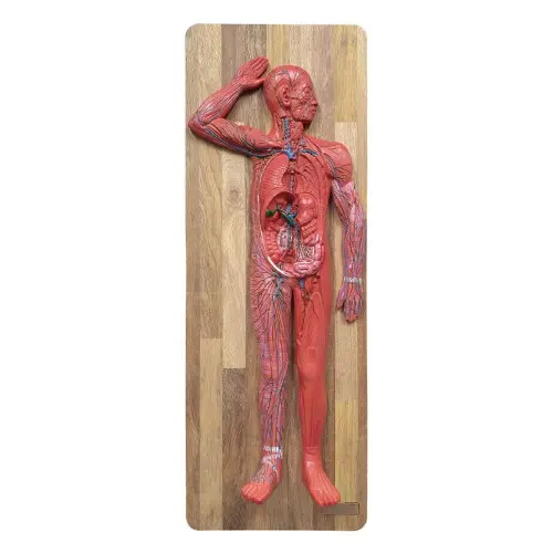 [EC34] Lymphatic System Model