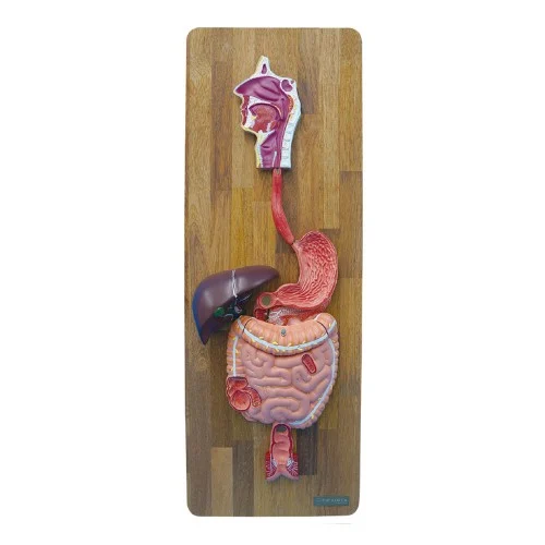 [ED11] Digestive System Model 3 Parts