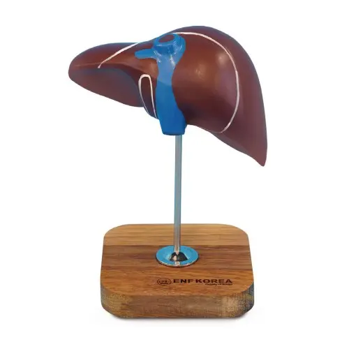 [ED31] Liver Model