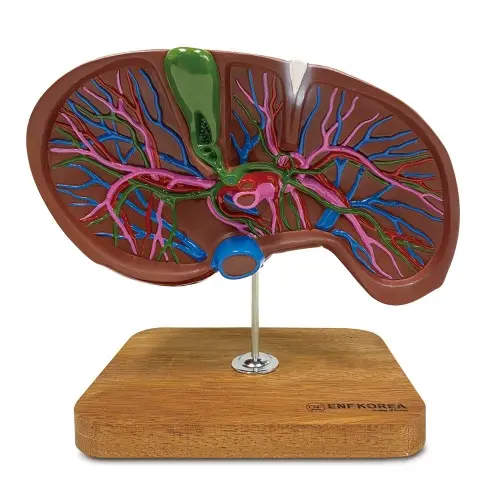 [ED31A] Liver Section with Gallbladder