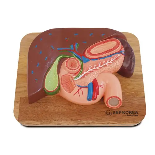 [ED32] Liver with Gallbladder,Pancreas and Duodenum