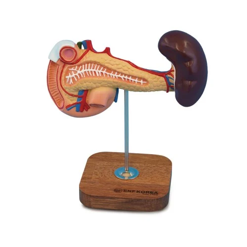 [ED34] Pancreas,Duodenu m and Spleen
