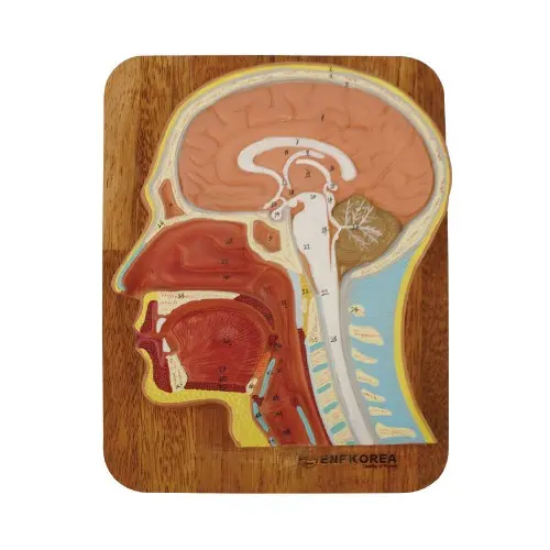 [ED41] Head Section Model