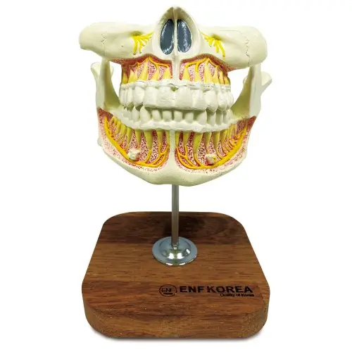 [ED55] Enlarged Baby Teeth