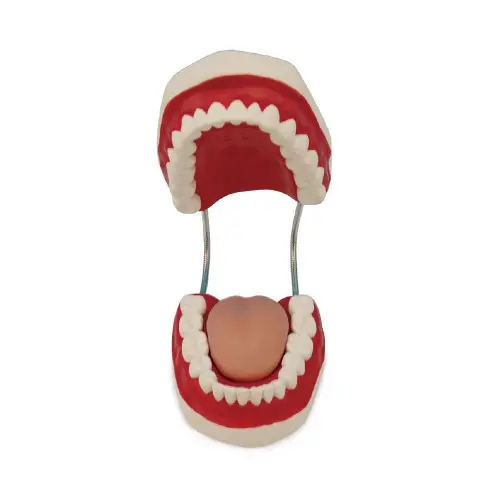 [ED57] Dental Care 3 Times Enlarged