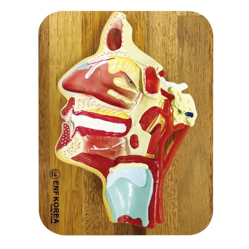[EH13A] Mouth, Nose, Pharynx and Larynx with Vessels and Nerves