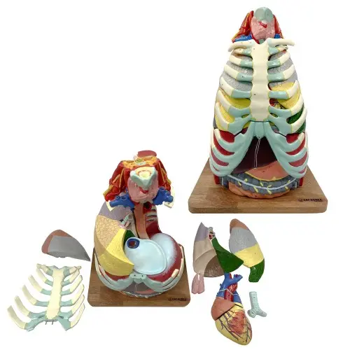 [EH21] Thorax Anatomy Model