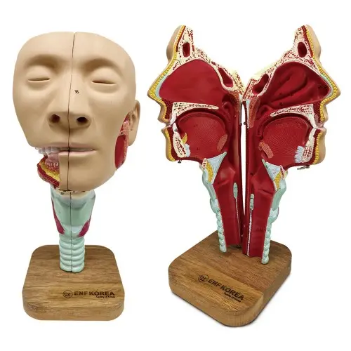 [EH22] Head with Pharynx Muscles