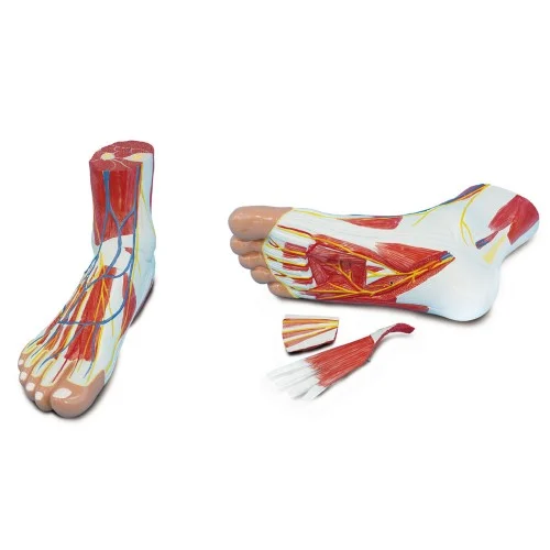 [EH24] Foot Anatomy Model