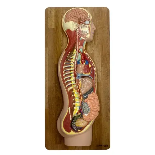 [EH25] Sympathetic Nerves System Model