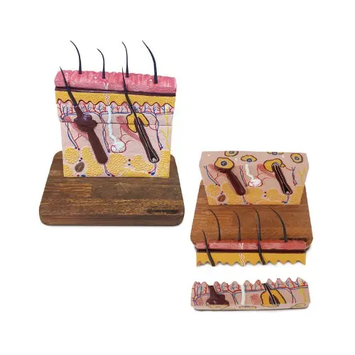 [EHB16] Skin Section Model