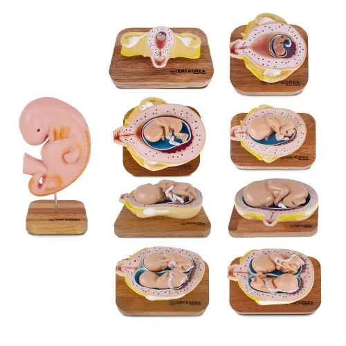 [EHB52] Pregnancy Model Set, 9 models