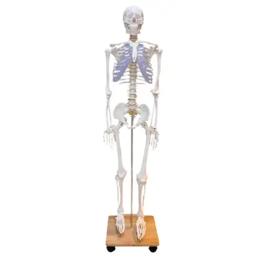 [EL11] Human Skeleton Model 180cm Tall