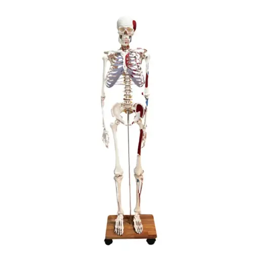 [EL11B] Human Skeleton Model with Hand Painted Muscles and Ligaments 180cm Tall