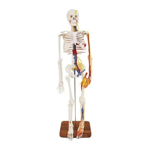 [EL12B] Human Skeleton with Heart and Blood Vessels 85cm Tall