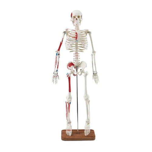 [EL12C] Human Skeleton Model with Hand Painted Muscles 85cm Tall