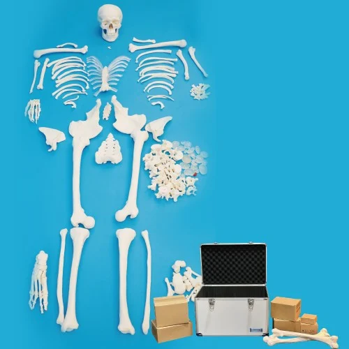 [EL16] Disarticulated Skeleton with Human Skull