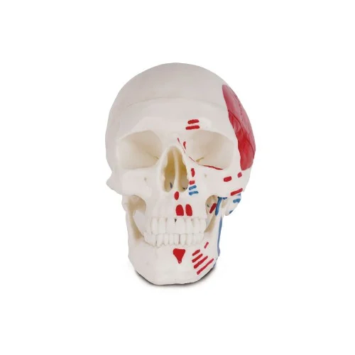 [EL21D] Human Skull with Colored and Painted Muscle