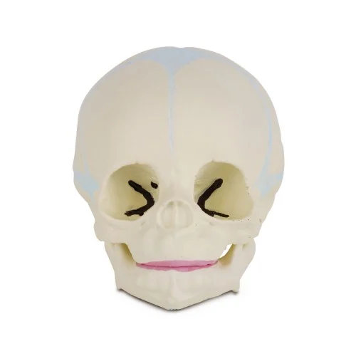[EL22] Fetus Skull Model