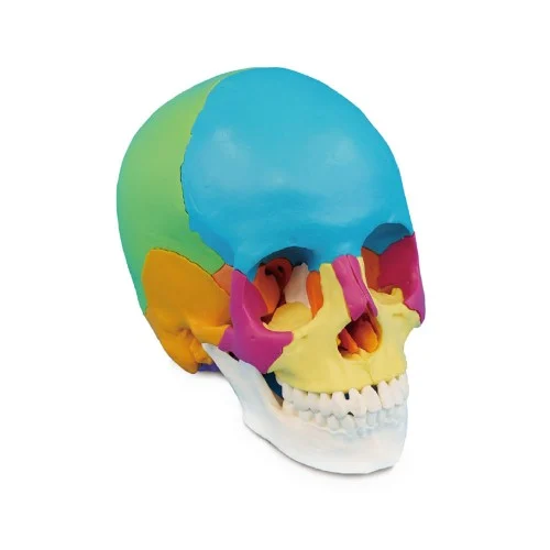 [EL25A] Colored Human Skull 22 Parts