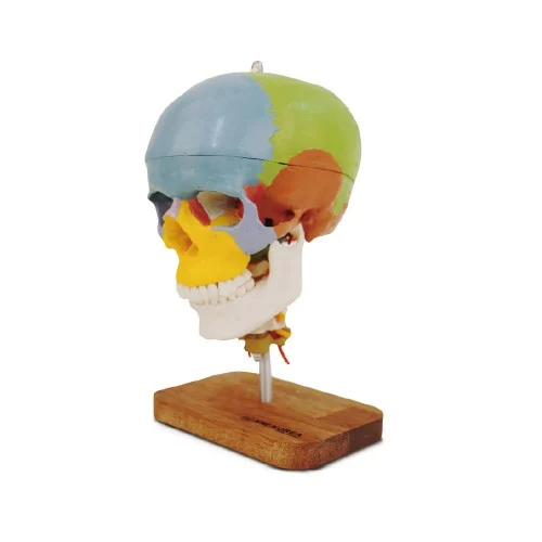 [EL27A] Colored Human Skull with Cervical Spines
