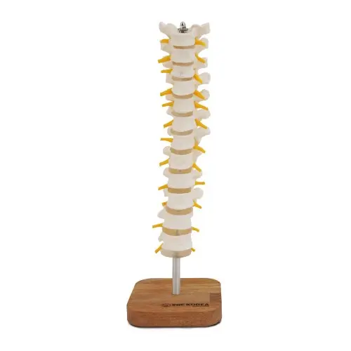 [EL33] Thoracic Vertebra and Spinal Nerves Model