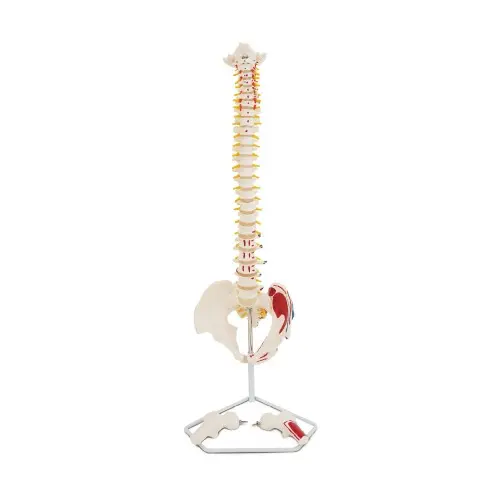 [EL36A] Painted Muscled Occipital Spine Model with Pelvis and Femur Head