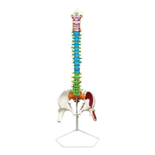 [EL36F-1] Occipital Spine Model with Colored Pelvis and Femur Head