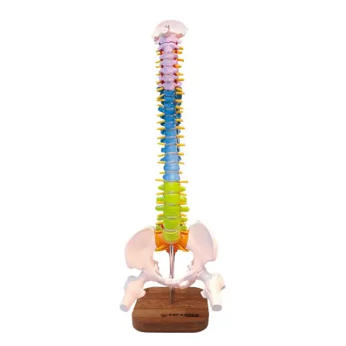 [EL37B] Colored Mini Occipital Spine Model with Pelvis