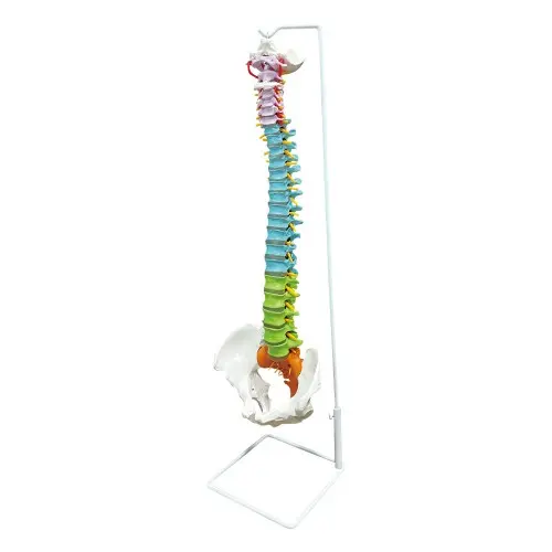 [EL37F] Colored Occipital Spine Model with Pelvis