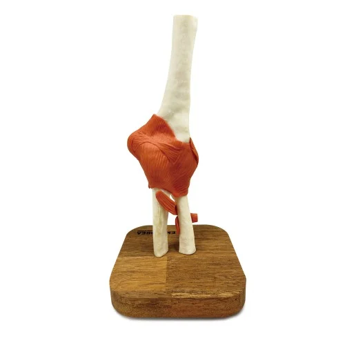 [EL42] Elbow Joint
